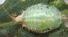Cassida nebulosa
